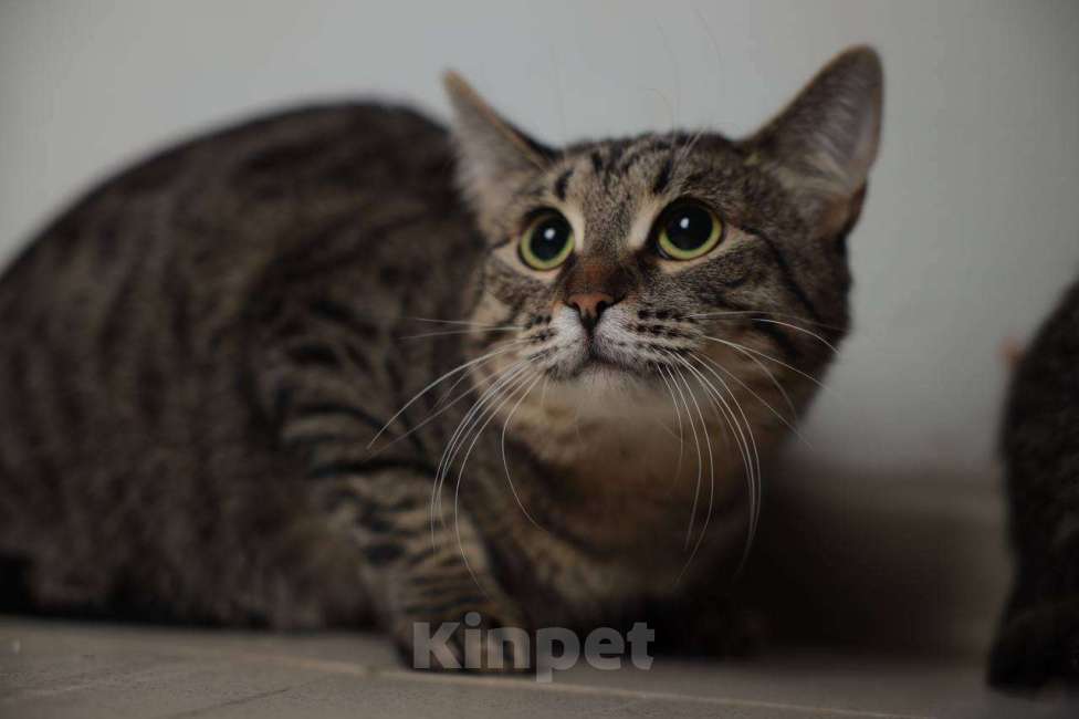 Кошки в Балашихе: Долорес Девочка, Бесплатно - фото 1