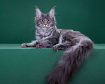 Кошки в Красногорске: Котенок крупный Девочка, Бесплатно - фото 2