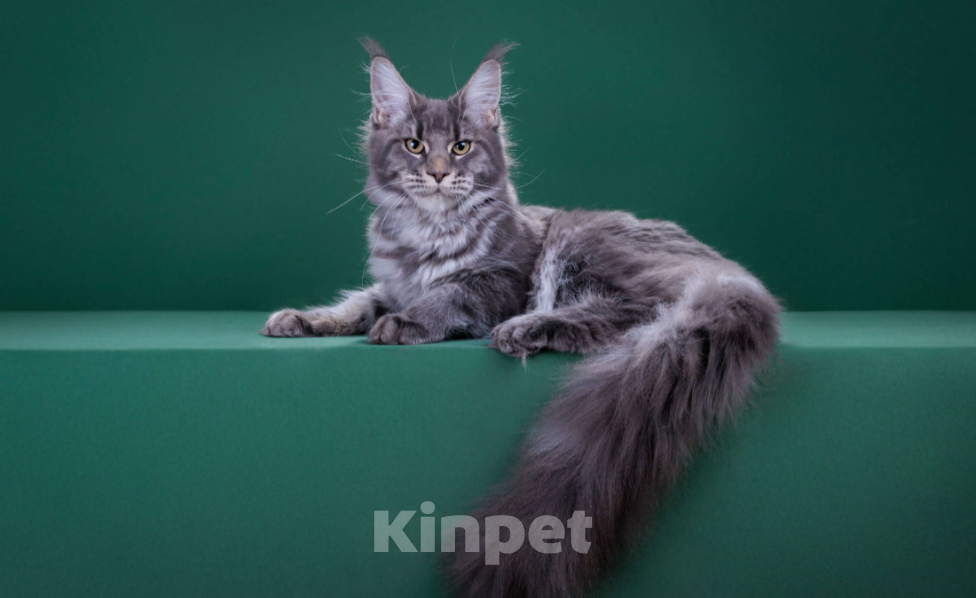 Кошки в Красногорске: Котенок крупный Девочка, Бесплатно - фото 2