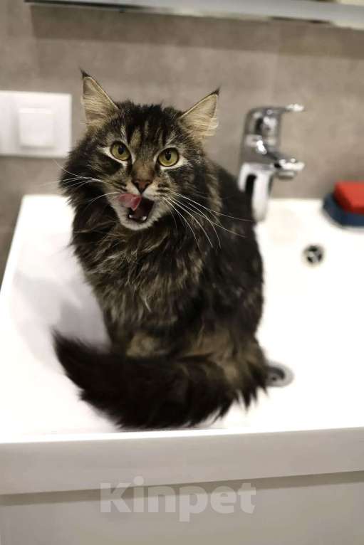 Кошки в Москве: Пушистая кошка в добрые руки Девочка, Бесплатно - фото 4