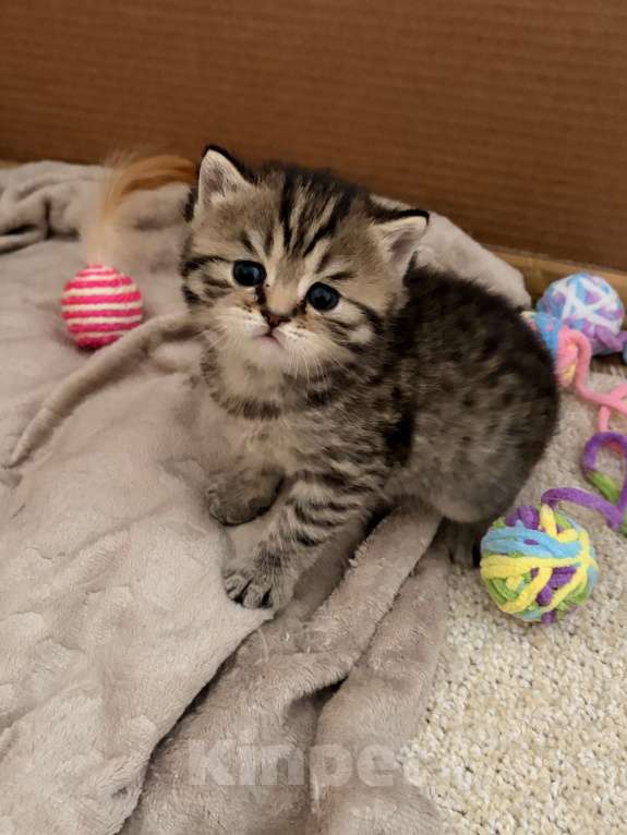 Кошки в Москве: Мокко Мальчик, 15 000 руб. - фото 4