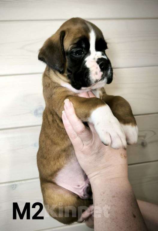 Собаки в других городах Иркутской области: Щенки немецкого боксëра Разнополые, 50 руб. - фото 2