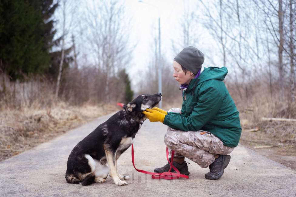 Собаки в Москве: Собака-инвалид ищет заботливые руки Девочка, Бесплатно - фото 8