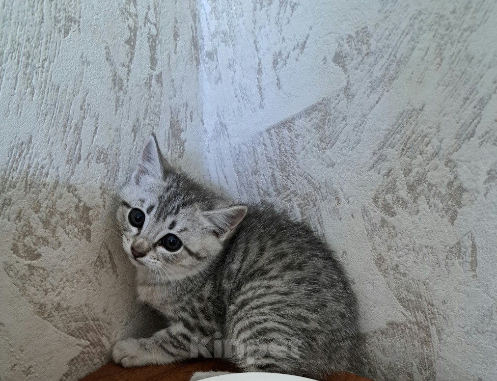 Кошки в Краснодаре: Отдам котенка в добрые руки Мальчик, Бесплатно - фото 1