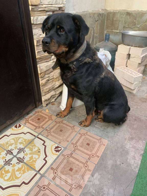 Собаки в Ростове-на-Дону: Отдам в добрые руки девочку ротвейлера Девочка, Бесплатно - фото 1