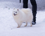 Собаки в Москве: Японский шпиц в добрые руки  Мальчик, Бесплатно - фото 3