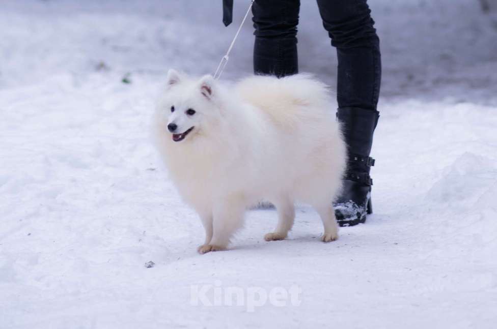 Собаки в Москве: Японский шпиц в добрые руки  Мальчик, Бесплатно - фото 3