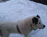 Собаки в Ульяновске: Продам алабая Мальчик, 5 000 руб. - фото 1