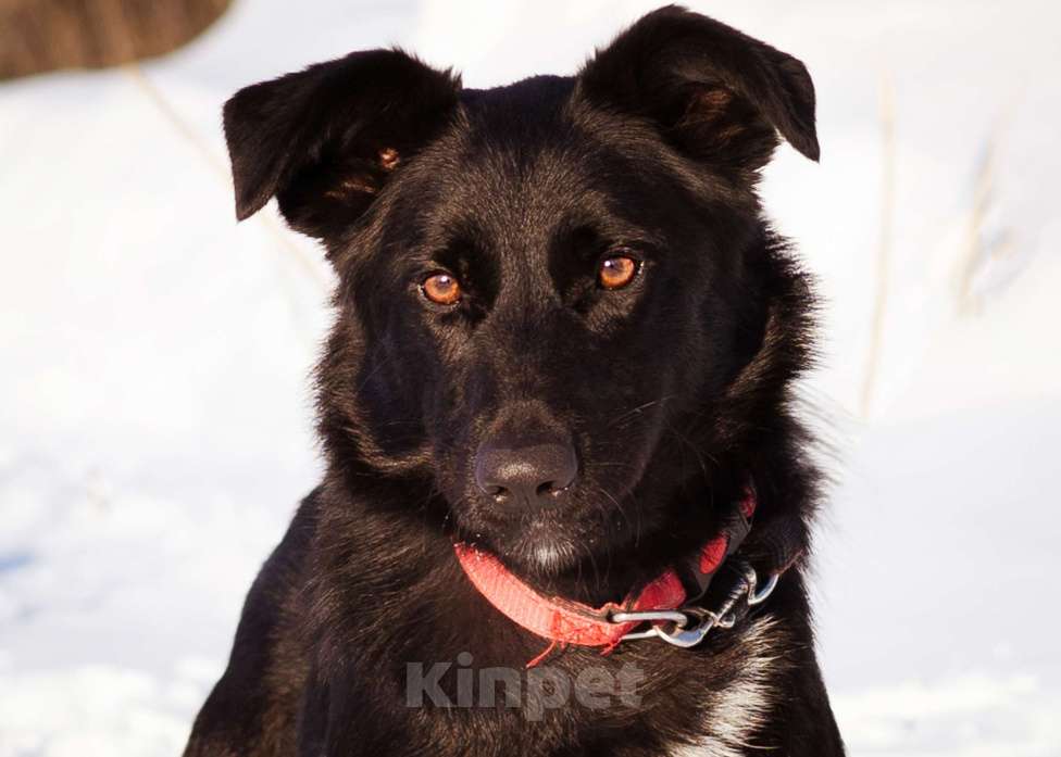 Собаки в Москве: Оникс ищет семью Мальчик, Бесплатно - фото 3