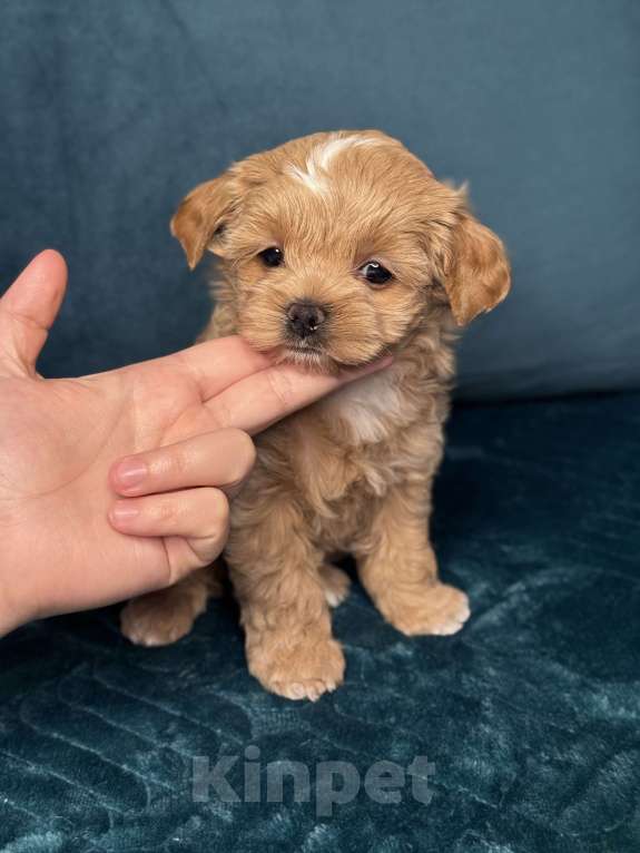 Собаки в Москве: Девочка мальтипу f1 Мишани стар Жания  Девочка, 250 000 руб. - фото 2