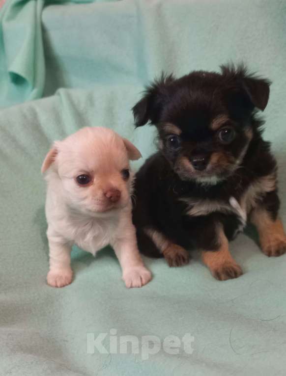 Собаки в Новосибирске: Яркие брюнеты чишки. Окрас черно подпалый.  Мальчик, Бесплатно - фото 5