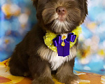 Собаки в Москве: Шоколадный мальчик Йорк  Мальчик, 35 000 руб. - фото 3
