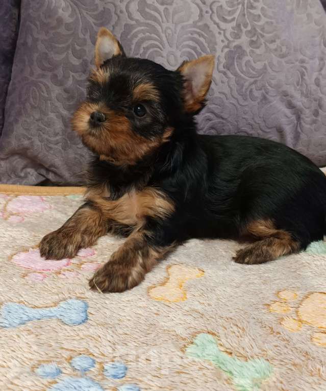 Собаки в Санкт-Петербурге: Йоркширский терьер.  Девочка, 65 000 руб. - фото 2