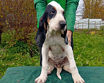 Собаки в других городах Московской области: Большая гасконо-сентонжская гончая Девочка, 100 000 руб. - фото 1