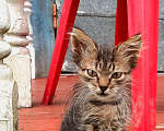 Кошки в Москве: котенок Девочка, Бесплатно - фото 2