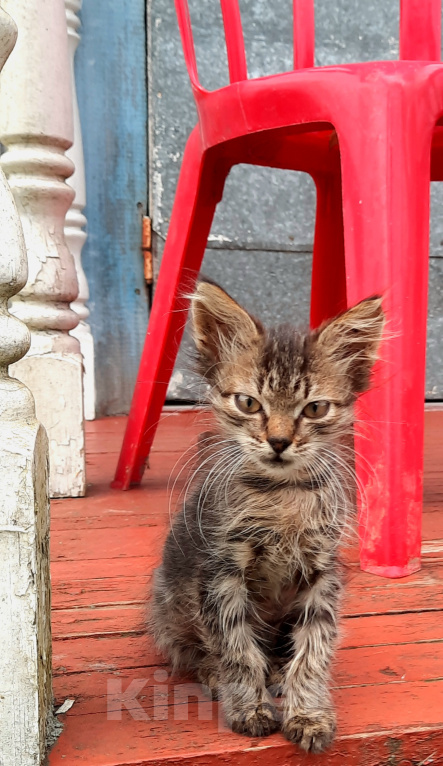 Кошки в Москве: котенок Девочка, Бесплатно - фото 2
