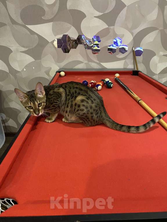 Кошки в Москве: Саванна sbt F5 Девочка, 60 000 руб. - фото 4