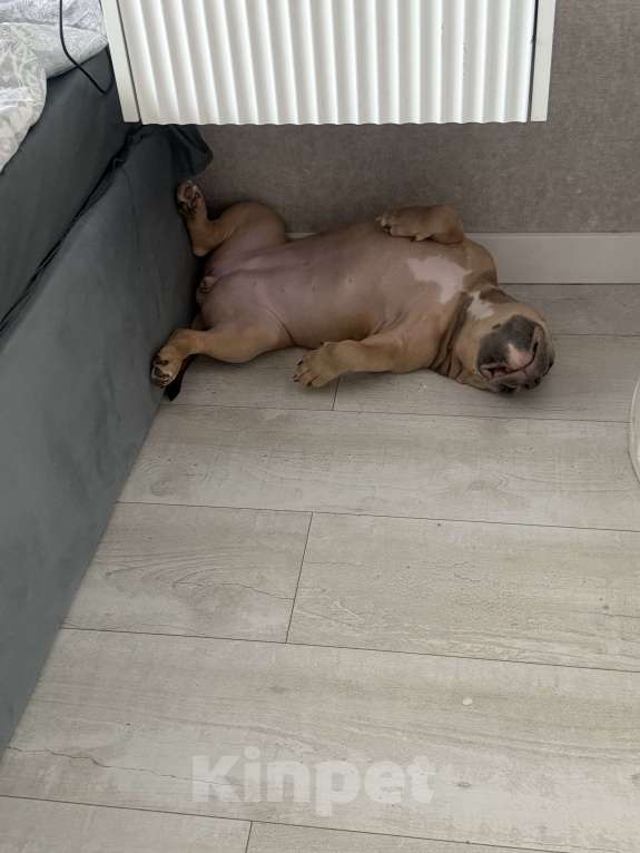 Собаки в Новосибирске: Щенок Американский булли Девочка, 65 000 руб. - фото 5