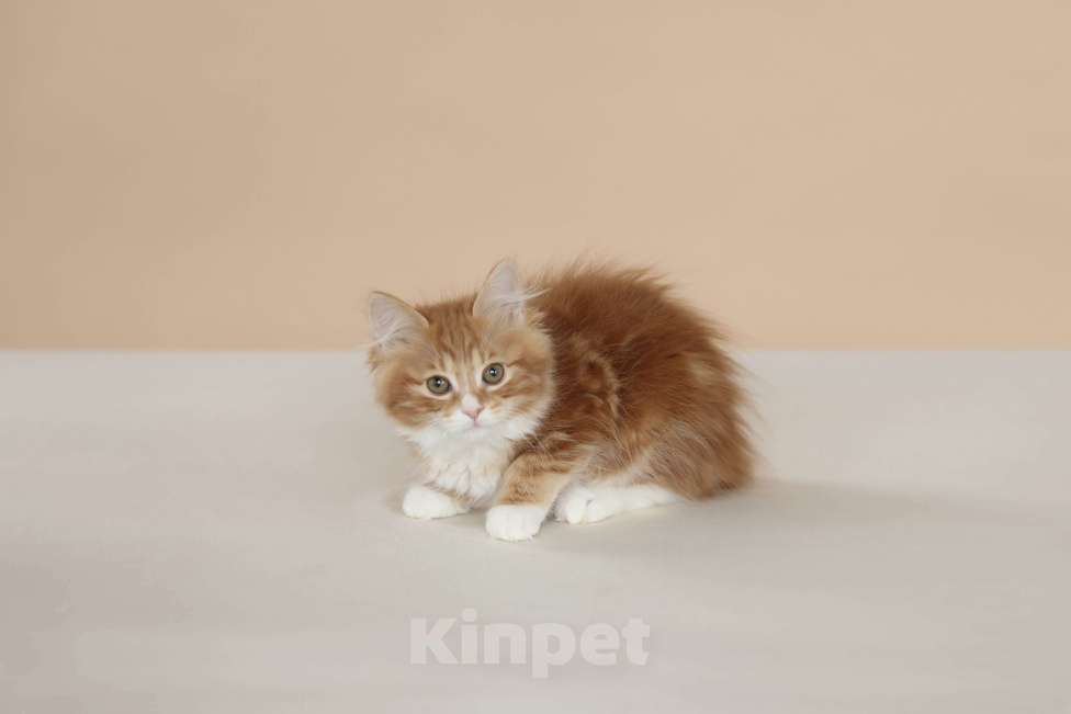 Кошки в Серпухове: Хоста Русские Цветы Курильский Бобтейл Девочка, 45 000 руб. - фото 4