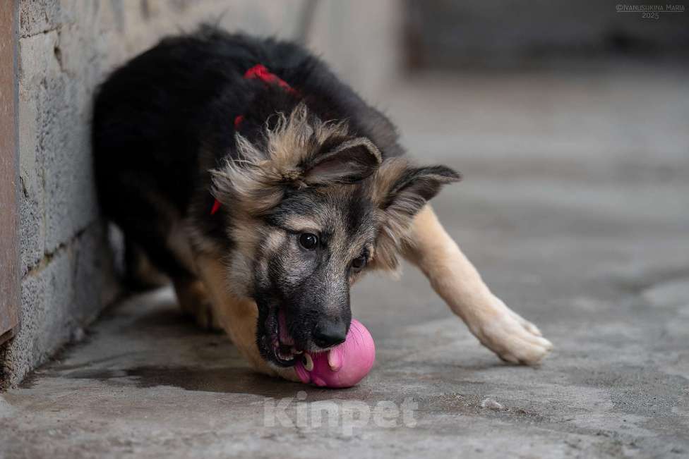 Собаки в Москве: Тайга - ваш личный медвежонок Девочка, Бесплатно - фото 4