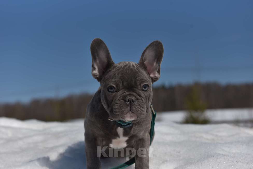 Собаки в Москве: Голубой тигр мальчик Мальчик, 50 000 руб. - фото 2