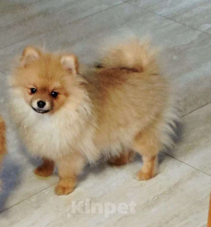 Собаки в Раменском: Девочка шпица Девочка, 20 000 руб. - фото 1