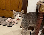 Кошки в Москве: Шебик ласковый и красивый котик ищет дом! Мальчик, 10 руб. - фото 3