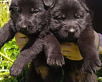 Собаки в Химках: Черные немецкие овчарки Мальчик, 40 000 руб. - фото 3