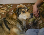 Собаки в Бронницах: Нежнющий Купер Мальчик, Бесплатно - фото 10