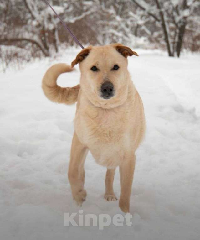 Собаки в Москве: Карамелька, 6 лет Девочка, Бесплатно - фото 2