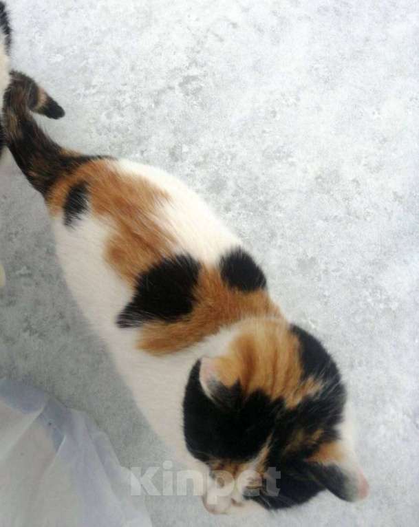 Кошки в Москве: Три трехцветных котенка ищут дом Девочка, 1 руб. - фото 6