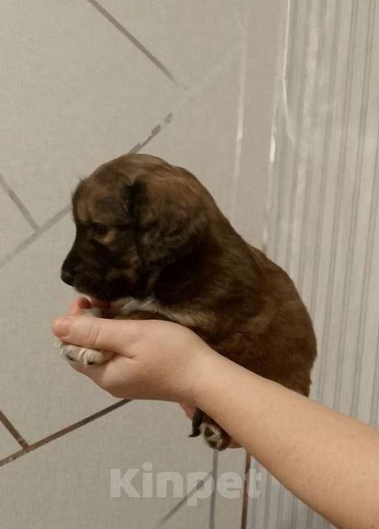 Собаки в Строителе: Пушистик шоколадный мальчик маленького роста вырастит Мальчик, Бесплатно - фото 1