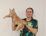 Кошки в Москве: Норвежский лесной котёнок Мальчик, 70 000 руб. - фото 10