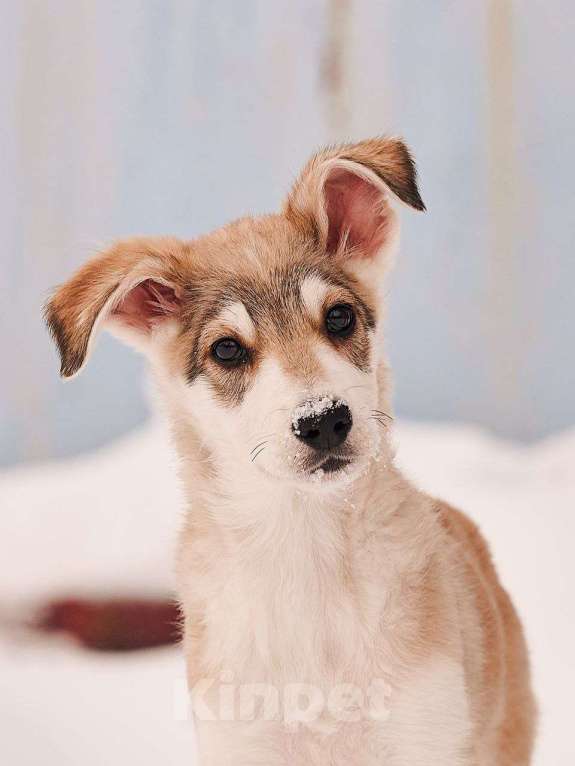 Собаки в других городах Московской области: Анри якутенок Мальчик, Бесплатно - фото 2