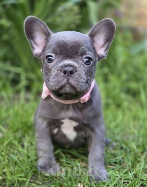 Собаки в Москве: Щеночки Французского Бульдога  Мальчик, 40 000 руб. - фото 2