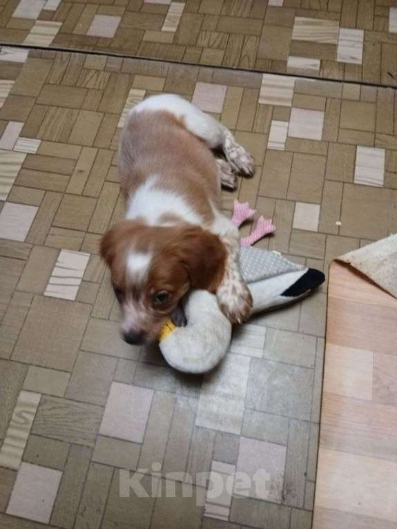 Собаки в Мытищах: Щенок бретонского эпаньоля Мальчик, 45 000 руб. - фото 3