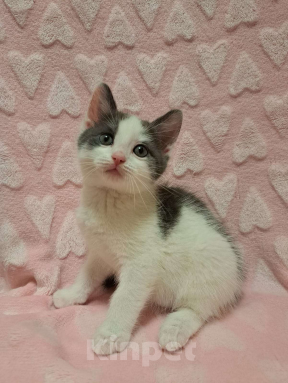 Кошки в Москве: Котенок в добрые руки Мальчик, Бесплатно - фото 5