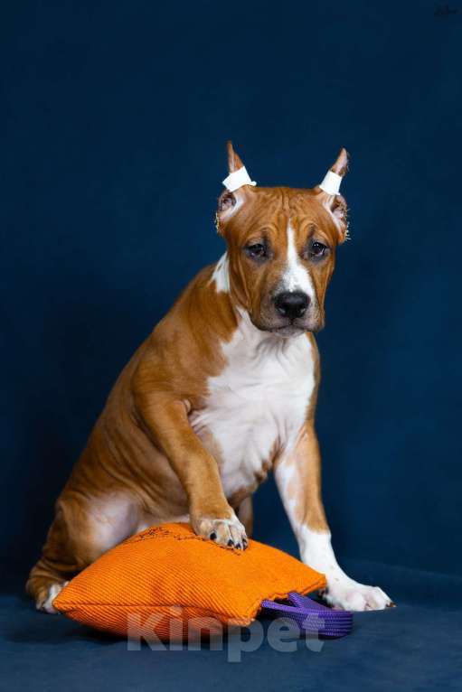 Собаки в Красногорске: Девочка 6 Девочка, Бесплатно - фото 5