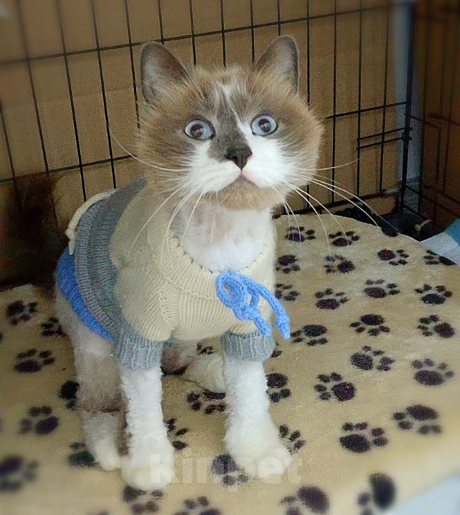 Кошки в Жуковском: Ливи кошка в самые добрые руки Девочка, Бесплатно - фото 2