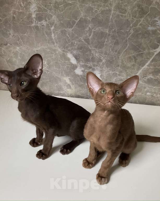 Кошки в Балашихе: Ориентальный котик Мальчик, 40 000 руб. - фото 2