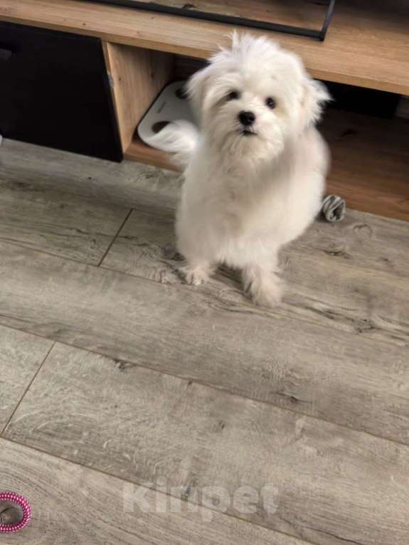 Собаки в других городах Московской области: Мальтийская болонка Мальчик, 20 000 руб. - фото 2