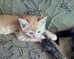 Кошки в Магнитогорске: Котята бесплатно Мальчик, Бесплатно - фото 3