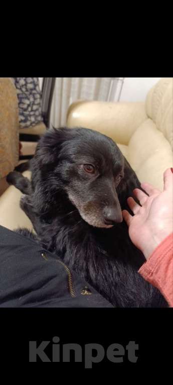 Собаки в Санкт-Петербурге: Отдам собачку бесплатно. Девочка, Бесплатно - фото 5