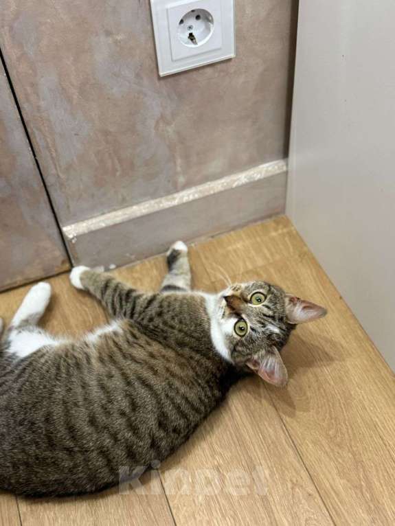 Кошки в Мытищах: Красотка Сонечка котенок девочка  Девочка, Бесплатно - фото 1