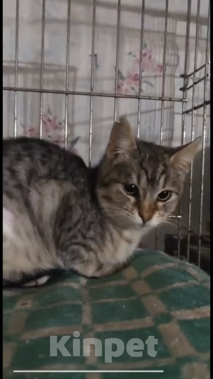 Кошки в Краснодаре: Котенок в добрые руки Девочка, Бесплатно - фото 2