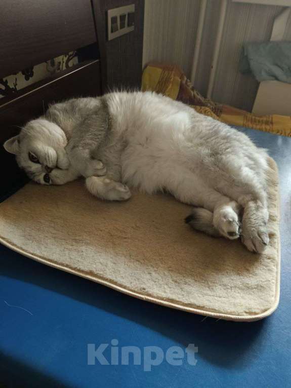 Кошки в Казани: Британский короткошерстный кот Мальчик, 5 000 руб. - фото 7