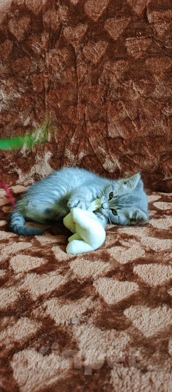 Кошки в Севастополе: Шотландский прямоухий котёнок Девочка, 13 000 руб. - фото 6
