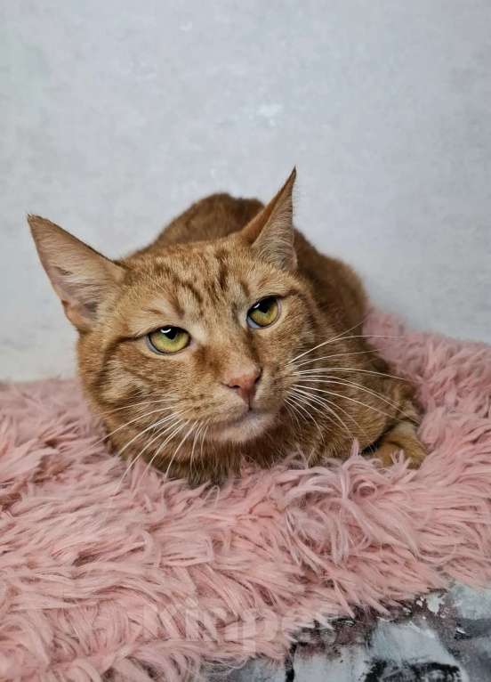 Кошки в Москве: Рыжий кот в добрые руки Мальчик, Бесплатно - фото 6