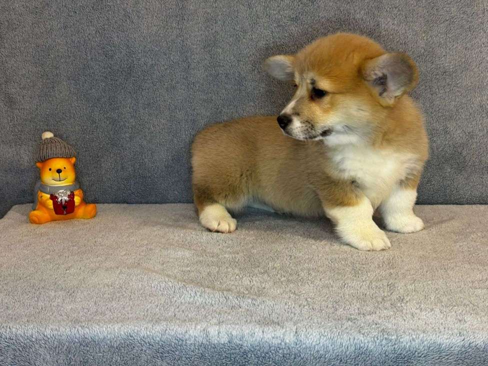 Собаки в Ростове-на-Дону: Продам щенков Вельш-корги Пемброк  Мальчик, 50 000 руб. - фото 4