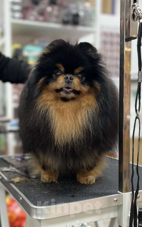 Собаки в Москве: Приглашаем дам на вязку! Мальчик, 30 000 руб. - фото 3